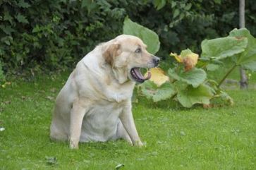 Bild: obs/Bundesverband für Tiergesundheit e.V.