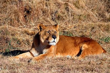 Entspannt beobachtet Simba die Löwen in den Nachbargehegen. Bild: (c) VIER PFOTEN, Mihai Vasile