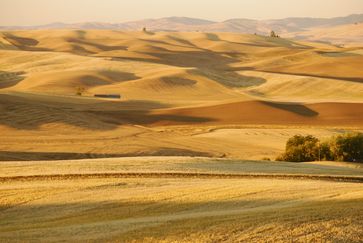 Extrem artenarme „Agrarsteppe“ in der Region Palouse (USA), gibts auch schon in Europa - Subventionen sei dank.