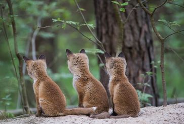 Bild: "obs/Wildtierschutz Deutschland e.V./Heiko Anders"