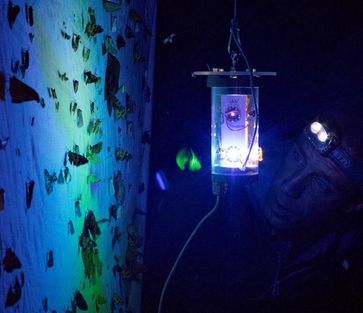 Der Insektenkundler Daniel Bolt beobachtet im peruanischen Regenwald, welche Falterarten von der in Jena entwickelten LED-Lampe angelockt werden. Quelle: Foto: Gunnar Brehm/FSU (idw)