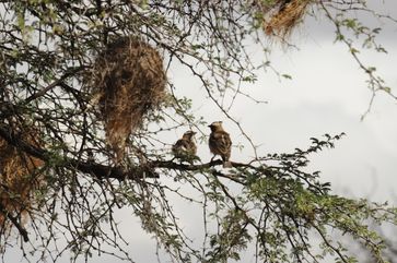 Ein Mahaliweber-Paar sitzt in einem Baum unter ihrem Nest. Das Männchen (rechts) trägt einen Mikrofonsender auf dem Rücken und einen Sender zum Messen der Gehirnaktivität auf dem Kopf.
Quelle: Susanne Hoffmann (idw)