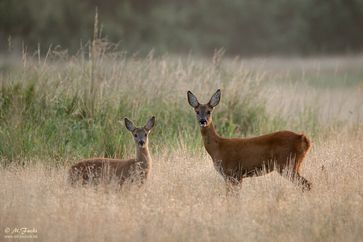 Bild: "obs/Wildtierschutz Deutschland e.V./Mirko Fuchs"