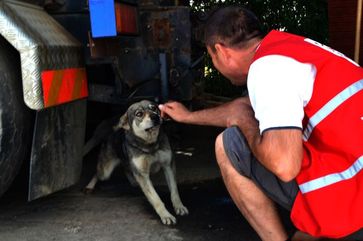VIER PFOTEN Mitarbeiter lockt einen Streunerhund an. Bild:  (c) VIER PFOTEN, Livia Cimpoeru