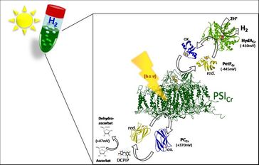 Rekonstruktion der lichtabhängigen Wasserstoffproduktion von Grünalgen im Reagenzglas. Unabhängig voneinander aufgereinigte Proteine (PC: Plastocyanin; PetF: Ferredoxin) bzw. Proteinkomplexe (Photosystem I) der Photosynthesekette von C. reinhardtii werden in einem Reagenzglas mit Hydrogenase (HydA1Cr) vermischt. Die ausschließlich unter Belichtung einsetzende Wasserstoffproduktion wird mittels Gaschromatographie im Gasraum des Reagenzglases nachgewiesen.