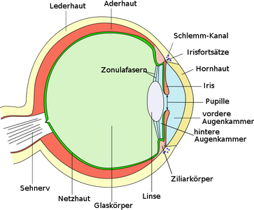 Aufbau des Wirbeltierauges