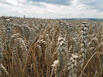 Weizen wächst im deutschen Klima besonders gut. Bild: "obs/ZDF/Katarina Schickling"