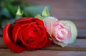 Rosen werden in Deutschland besonders gerne verschenkt. Bild: pixabay.com © GLady  (CC0 1.0)