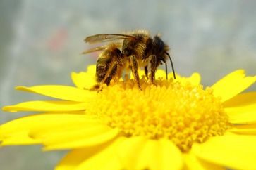 Drei Mauerbienenarten haben die Wissenschaftler untersucht. Hier zu sehen: die Rote Mauerbiene (Osmia bicornis) Quelle: Foto: Mariela Schenk (idw)