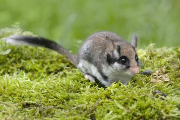 Der Gartenschläfer ist der "Zorro" unter den Schlafmäusen. Bild: "obs/BUND/Jiri Bodahl"