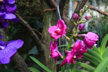 Tropischer Blütenzauber im Reich der Orchideen
Quelle: Foto: Swen Reichhold/Universität Leipzig (idw)