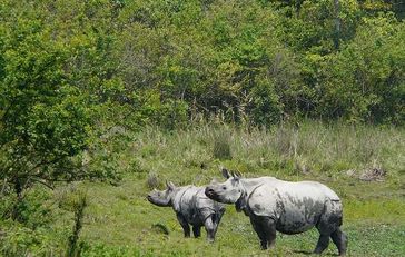 Kaziranga beheimatet die größte Population von Panzernashörnern. Bild: © Wikimedia Commons