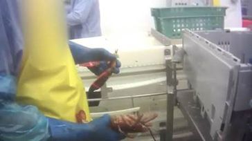 Ohne Betäubung werden den empfindlichen Hummern bei Linda Bean's Maine Lobster die Scheren abgerissen. Bild: © PETA