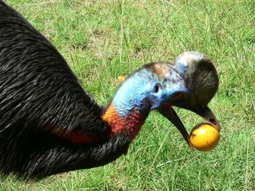 Der Einlappenkasuar Casuarius unappendiculatus ist der größte Vogel in Neuguinea und der primäre Sam
Quelle: Foto: Margaretha Pangau-Adam (idw)