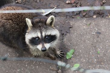 Ein Waschbär (Symbolbild)