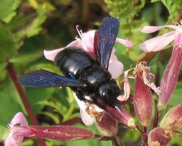 Große Holzbiene (Xylocopa violacea)