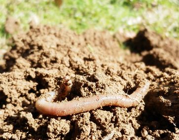 Regenwurm: Er gehört zur "Herde unter der Erde" die für den Bauern arbeitet - falls er nicht vergiftet wird (Symbolbild)