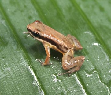 Allobates amissibilis sp. nov., neu entdeckte mikroendemische Froschart