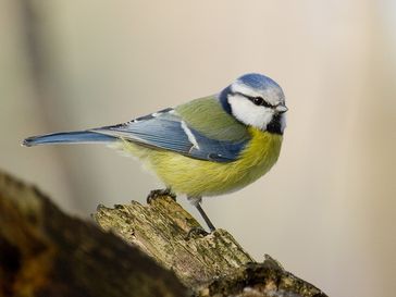 Blaumeise (Cyanistes caeruleus)