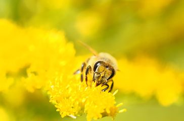 Bienen bei ihrer unermüdlichen und kostenlosen Arbeit: Leider werden sie mit Gift in der Landwirtschaft "belohnt" (Symbolbild)