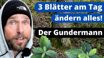 Bild: SS Video: "Gundermann - MEGA Wirkung! Mehr als eine Heilpflanze | Gundelrebe Kräuterkunde" (https://youtu.be/DrOMP1Xix7c) / Eigenes Werk