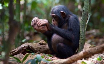 Schimpanse beim Nüsseknacken mit einem Steinhammer.
Quelle: Mark Linfield (idw)