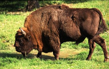 Wisentbulle in Białowieża