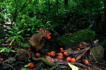 Agouti mit einer Palmfrucht im Tropenwald Panamas.
Quelle: Christian Ziegler (idw)