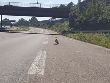 Eine Ente auf der Rennstrecke :-)