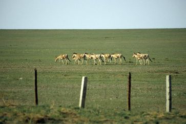 Mongolische Wildesel durchqueren während ihrer jährlichen Wanderungen Gebiete von vielen Tausend Qua
Quelle: Foto: Petra Kaczensky / Vetmeduni Vienna (idw)