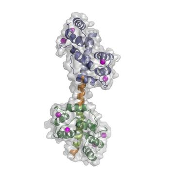 Hantelförmige Struktur des Kalziumpumpen-Schalterkomplexes in der Zelle der Ackerschmalwand (Arabidopsis thaliana).
Quelle: Bild: Henning Tidow et al. (idw)