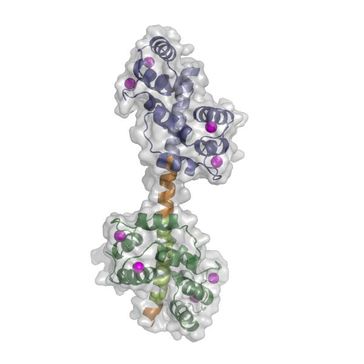 Hantelförmige Struktur des Kalziumpumpen-Schalterkomplexes in der Zelle der Ackerschmalwand (Arabidopsis thaliana).
Quelle: Bild: Henning Tidow et al. (idw)