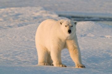 Polar bear (Ursus maritimus) walking on sea ice, Spitsbergen, Svalbard, Norway.© Steve Morello / WWF-Canon