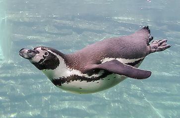 Tauchender Humboldt-Pinguin