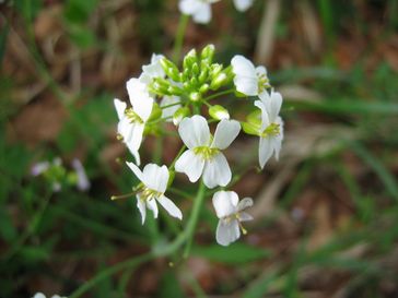 Sand-Schaumkresse (Arabidopsis arenosa)