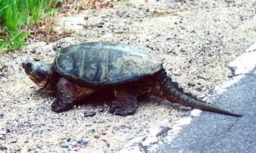 Schnappschildkröte (Chelydra serpentina)