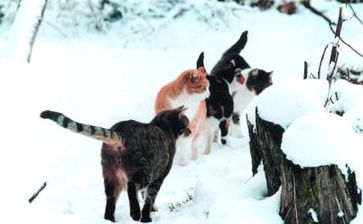 Bei Frost und Schnee finden Streunerkatzen keine Nahrung. Bild:  VIER PFOTEN