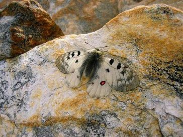 Das Verbreitungsgebiet des Hochalpen-Apollofalters (Parnassius phoebus) ist auf die europäischen Alpen beschränkt. Man findet ihn in Höhen bis zu 2.800 Metern. Der Hochalpen-Apollo wird in der Roten Liste der Schmetterlinge Europas als potenziell gefährdet geführt und gilt als Hochrisiko-Art bzgl. des Klimawandels. Bild: Reinart Feldmann/UFZ