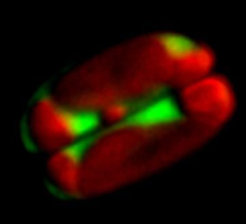 Laser-Scanning-Fluoreszenz-Aufnahme der marinen Diatomee Amphora coffeaeformis. Rot: autofluoreszierende Chloroplasten, grün: Lipidmembranen (gefärbt mit MDY-64). Martin Beutler, bionsys GmbH, Bremen, Deutschland