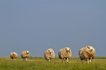 Bild: "obs/Nationalpark Schleswig-Holsteinisches Wattenmeer/Martin Stock/LKN.SH"