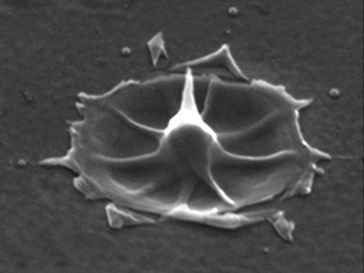 Die Nanoantenne nach dem Laserbeschuss
Quelle: TU Wien (idw)