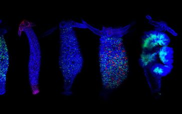 Bild: STEFAN SIEBERT AND YASHODARA ABEYKOON / JULIANO LAB AT UC DAVIS / HANDOUT