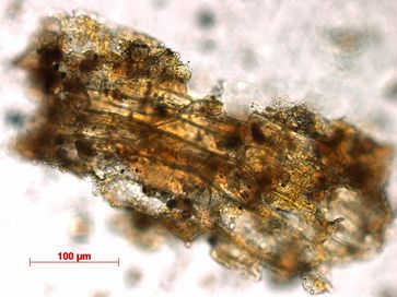 Pflanzenfragment aus dem Zahnstein eines Menschen aus der El Mirón Höhle.
Quelle: MPI f. evolutionäre Anthropologie/ R. Power (idw)