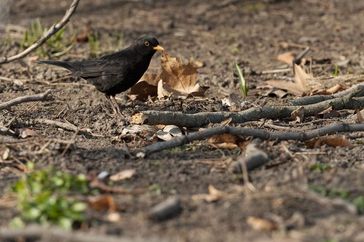 Künstliches Licht verlängert die Nahrungsaufnahme bei Amseln. Quelle: Foto: André Künzelmann/UFZ (idw)