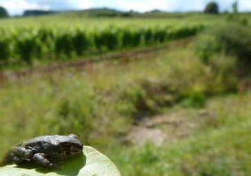 Auf landwirtschaftlich genutzten Flächen lebende Amphibien wurden bei den Zulassungsverfahren für Pestizide bislang nicht berücksichtigt. Das Bild zeigt eine junge europäische Wechselkröte (Bufo viridis) in einem Weinberg in Süddeutschland.
Quelle: Foto: Carsten A. Brühl, Universität Koblenz-Landau (idw)