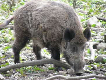 Europäisches Wildschwein (Sus scrofa scrofa)