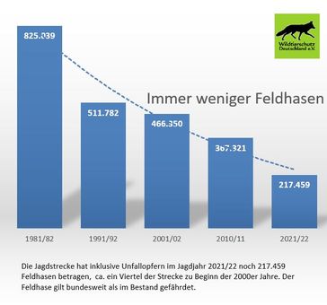 Die Jagdstrecke, also die Anzahl der im Rahmen der Jagd erlegten und die tot aufgefundenen Feldhasen, ist seit Jahrzehnten rückläufig - ebenso der Bestand des auf der Roten Liste der gefährdeten Tierarten gelisteten Feldhasen.