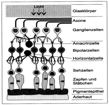 Vereinfachte schematische Darstellung der Beziehung der verschiedenen Nervenzellen in den Netzhautschichten. Quelle: Wörterbuch Biologie, hg. v. Gertrud Scherf, München: Deutscher Taschenbuch Verlag 1997 [Elektronische Ausgabe: Digitale Bibliothek, Bd. 140, Berlin: Directmedia 2006]