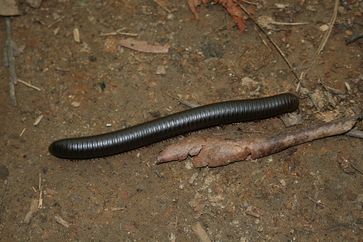 Tausendfüßer (Myriapoda) Bild: Symbiosus / wikipedia.org