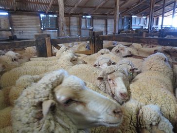 In der Nacht vor der Schur werden die Schafe durch Wasser- und Futterentzug absichtlich geschwächt. Bild: © PETA USA